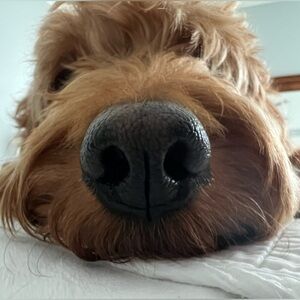 Meet your Posher, Mary